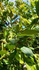 Psidium cattleyanum