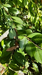 Psidium cattleyanum
