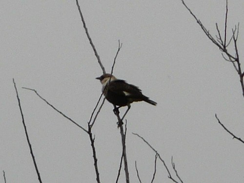 Congo Moor Chat (Myrmecocichla tholloni), photo 2