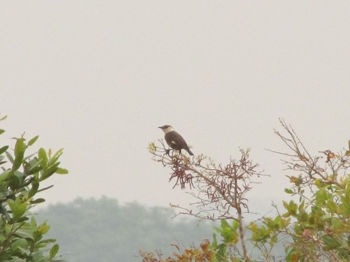 Congo Moor Chat (Myrmecocichla tholloni)