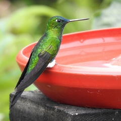 Sapphire-Vented Puffleg photo 4
