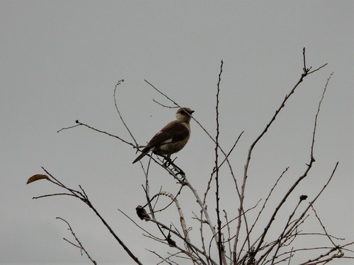 Congo Moor Chat (Myrmecocichla tholloni), photo 3
