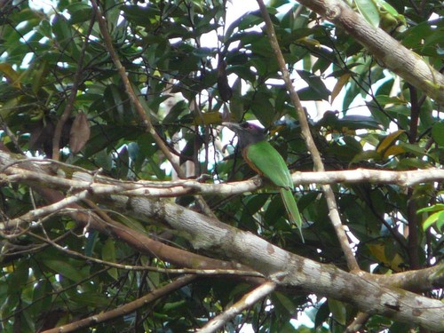 Black-headed Bee-eater (Merops breweri), photo 9