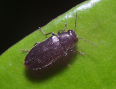 Maoraxia eremita