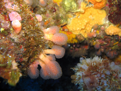 Pseudodistoma cyrnusense