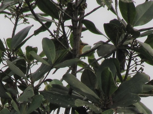 Loango Weaver (Ploceus subpersonatus), photo 5