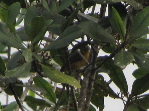 Loango Weaver (Ploceus subpersonatus), photo 2