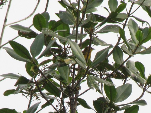 Loango Weaver (Ploceus subpersonatus), photo 3