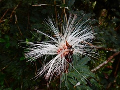 Zapoteca portoricensis