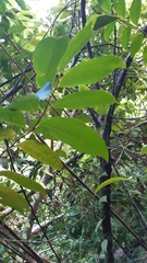 Aphloia theiformis