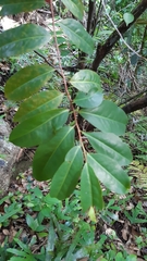 Aphloia theiformis