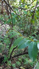 Aphloia theiformis