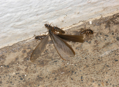 Termitoidae