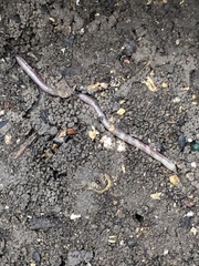 Lumbricus terrestris