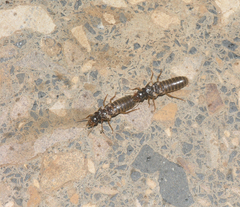 Termitoidae