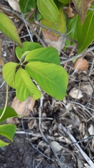 Ipomoea venosa