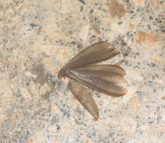 Termitoidae