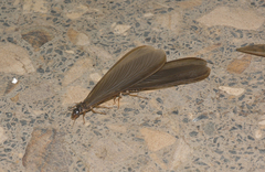 Termitoidae