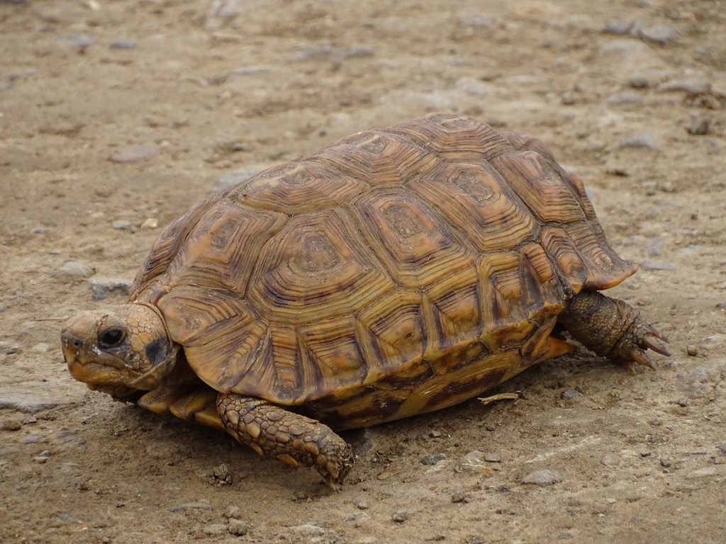 Natal Hinge-Back Tortoise