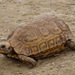 Natal Hinge-backed Tortoise - Photo (c) Shaun Swanepoel, some rights reserved (CC BY-NC-SA), uploaded by Shaun Swanepoel