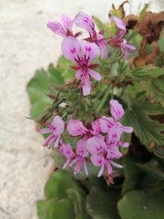 Pelargonium citronellum