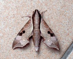 Enpinanga borneensis