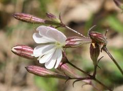 Silene nutans