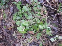 Lamium album