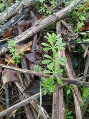 Galium aparine