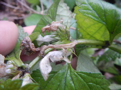Lamium album