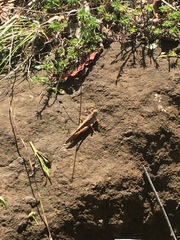 Schistocerca piceifrons