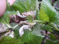 Lamium album