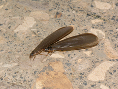 Termitoidae