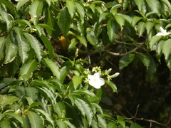 Tabernaemontana litoralis