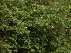 Tabernaemontana litoralis