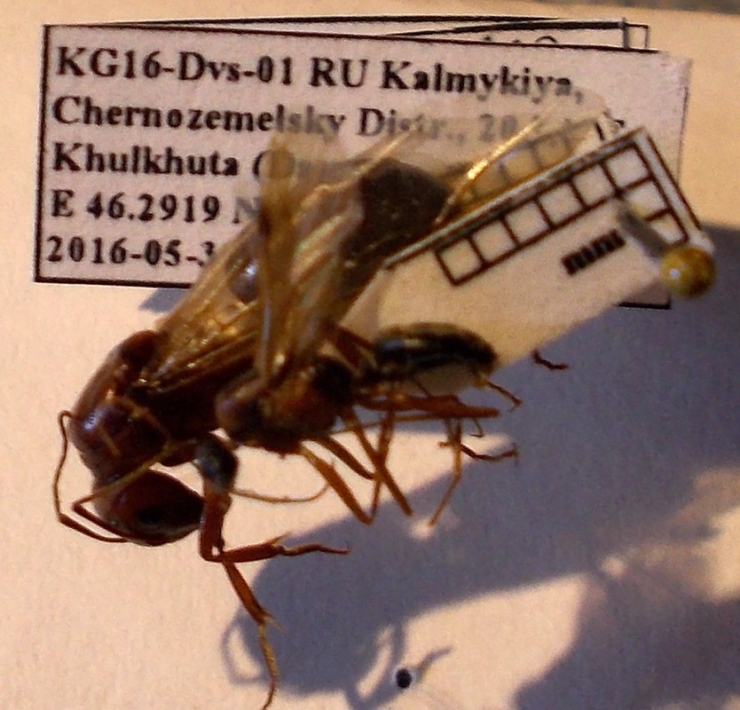 Camponotus turkestanicus