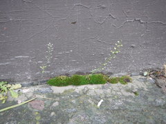 Lepidium ruderale