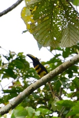 Pteroglossus pluricinctus