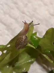 Hygromia cinctella
