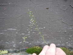 Lepidium ruderale