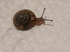 Hygromia cinctella