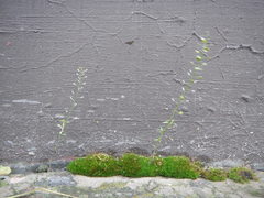 Lepidium ruderale
