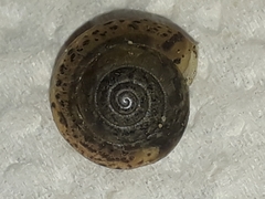 Hygromia cinctella