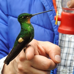 Buff-Winged Starfrontlet photo 3