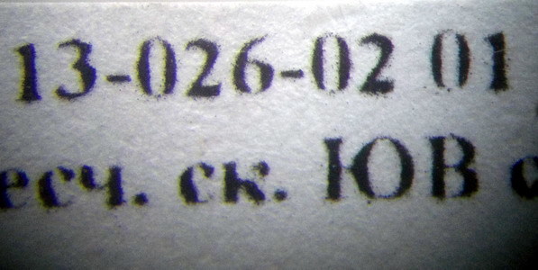 Camponotus turkestanus