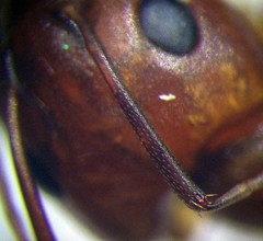 Camponotus turkestanus