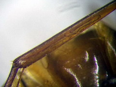 Camponotus turkestanus