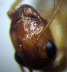 Camponotus turkestanus