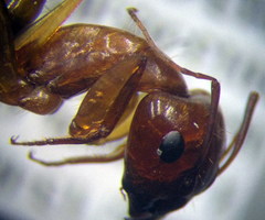 Camponotus turkestanus