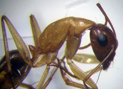 Camponotus turkestanus